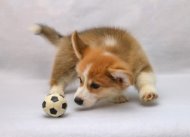 corgie-pentu leikkii